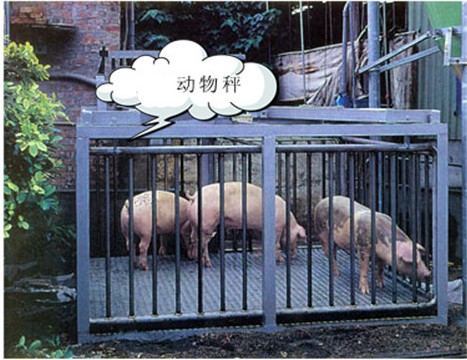 畜牧秤_畜牧秤價格_供應(yīng)稱豬稱牛等動物專用畜牧秤(圖1) 畜牧秤